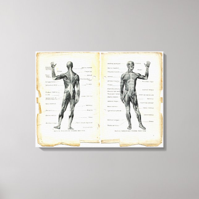 Vintage Anatomy Book Pages Canvas Print (Front)