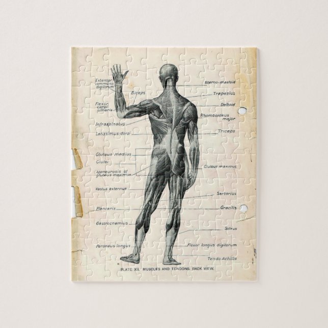Vintage Anatomy Book Pages Jigsaw Puzzle (Vertical)