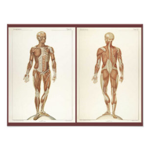 Vintage Anatomy Book Pages Photo Print