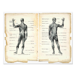 Vintage Anatomy Book Pages Photo Print