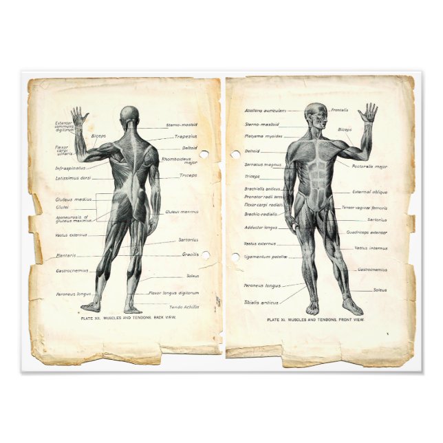 Vintage Anatomy Book Pages Photo Print (Front)