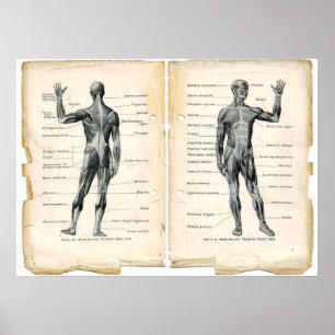 Vintage Anatomy Book Pages Poster