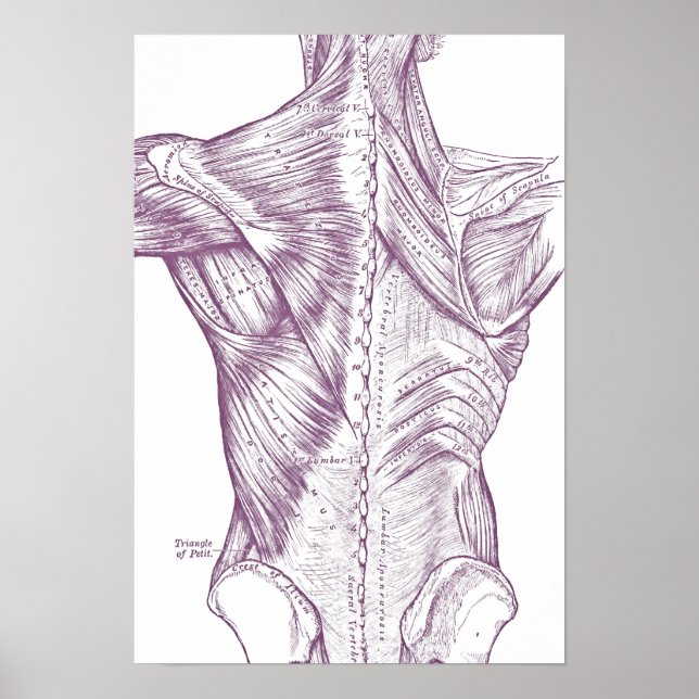 Vintage Anatomy Drawing Back Muscles Purple Poster (Front)