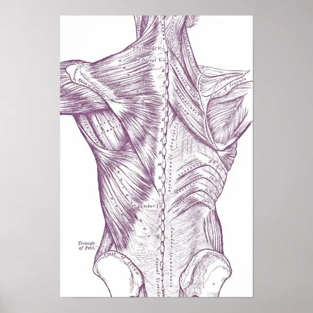 Vintage Anatomy Drawing Back Muscles Purple Poster | Zazzle