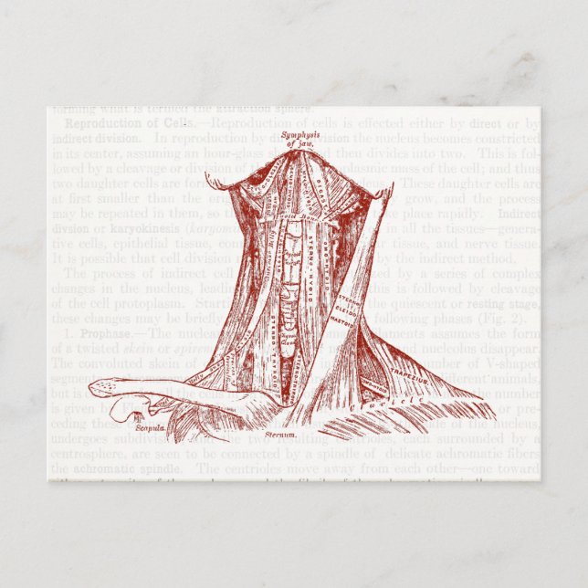 Vintage Anatomy Drawing Muscles Of The Neck Postcard (Front)