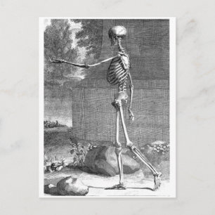 Vintage anatomy drawing, side view, skeleton postcard