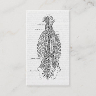 Vintage Anatomy Drawing The Back Business Card