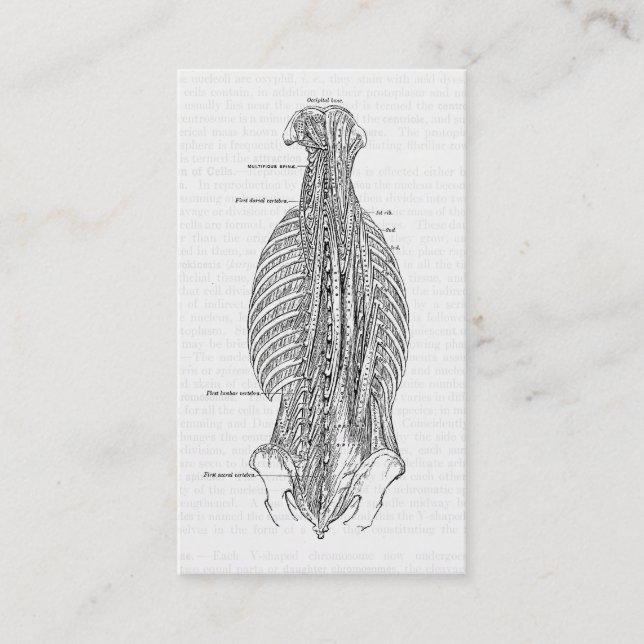 Vintage Anatomy Drawing The Back Business Card (Front)