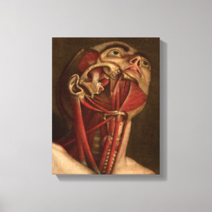 Vintage Anatomy   Head and Neck Canvas Print