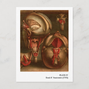 Vintage Anatomy   Head and Neck Postcard