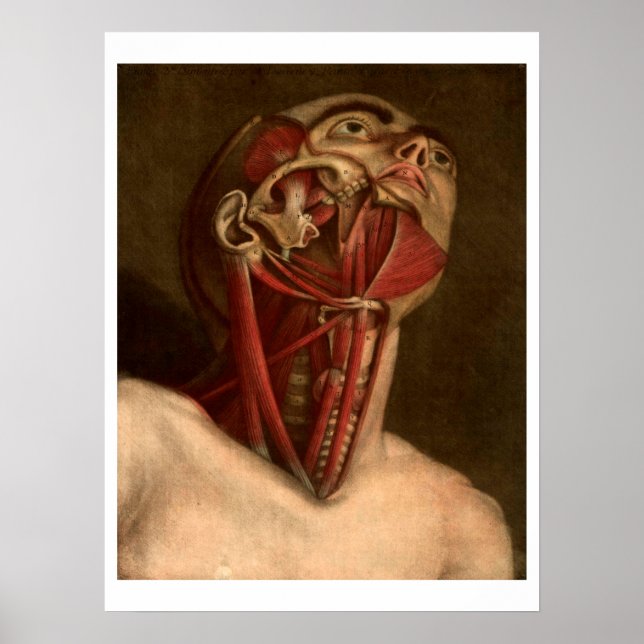 Vintage Anatomy | Head and Neck Poster (Front)