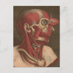 Vintage Anatomy   Head, Neck, and Shoulders Postcard