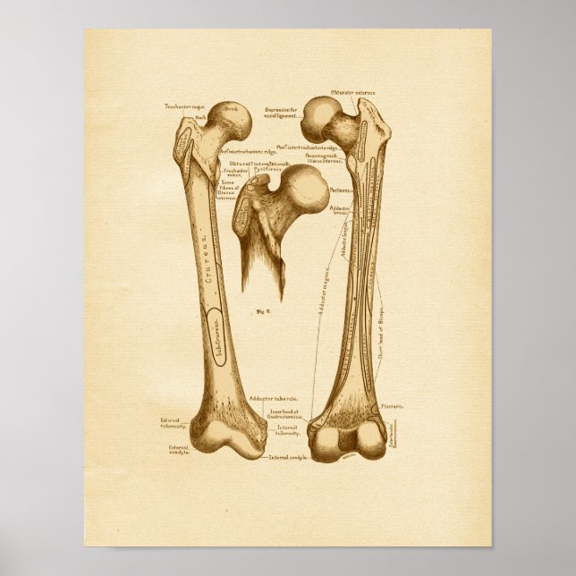 Vintage Anatomy Illustration Femur Bones Poster (Front)