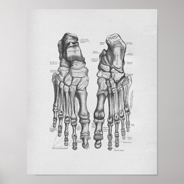 Vintage Anatomy Illustration Foot Bones Poster (Front)