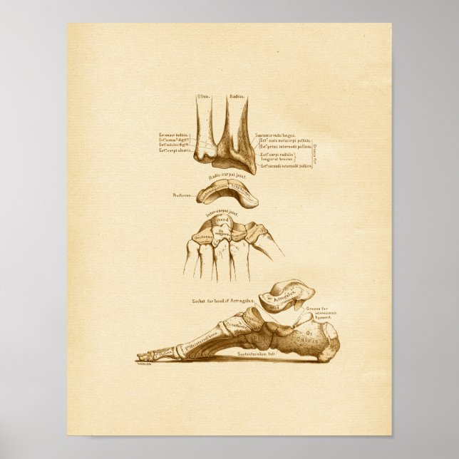 Vintage Anatomy Illustration Foot Wrist Bones Poster (Front)