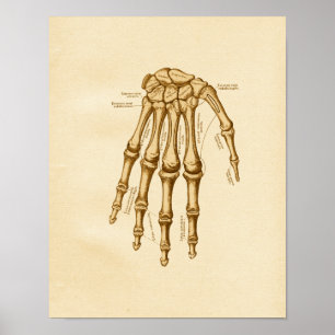 Vintage Anatomy Illustration Hand Wrist Bones Poster