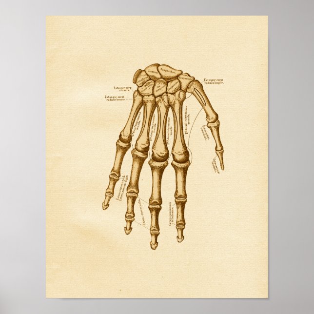 Vintage Anatomy Illustration Hand Wrist Bones Poster (Front)