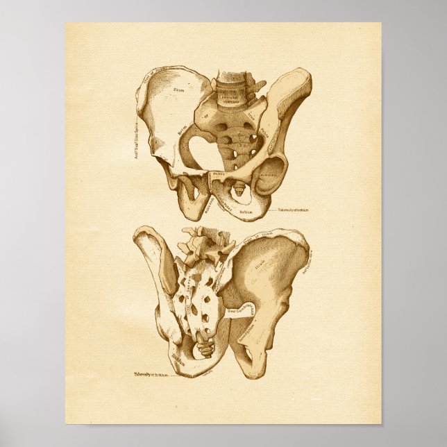 Vintage Anatomy Illustration Pelvic Bones Poster (Front)