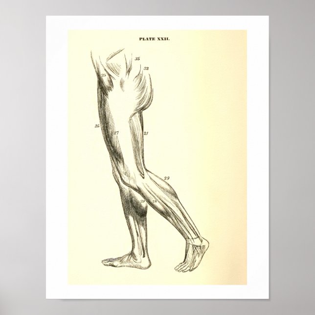Vintage Anatomy | Leg Muscles II Poster (Front)
