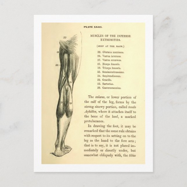 Vintage Anatomy | Leg Muscles Postcard (Front)