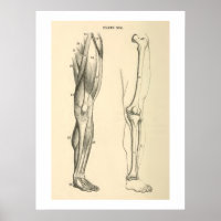 Vintage Anatomy Muscles and Bones Human Leg