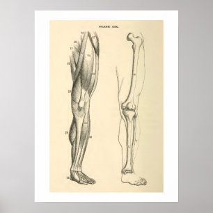 Vintage Anatomy Muscles and Bones Human Leg Poster