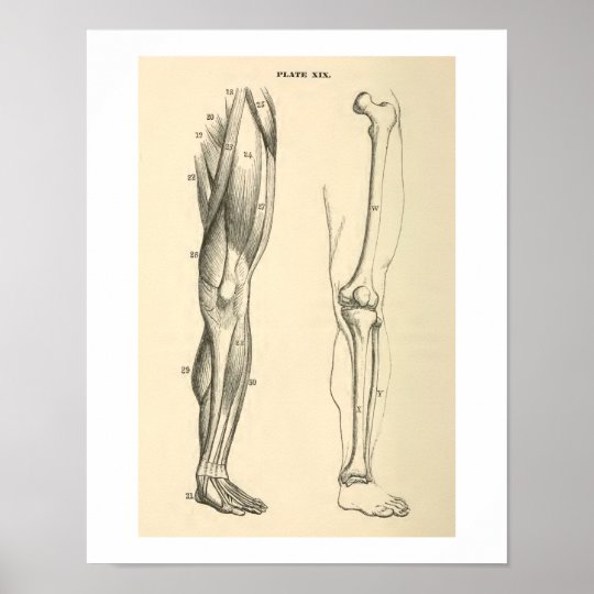 Vintage Anatomy Muscles and Bones Human Leg Poster | Zazzle.co.uk