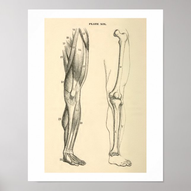 Vintage Anatomy Muscles and Bones Human Leg Poster (Front)