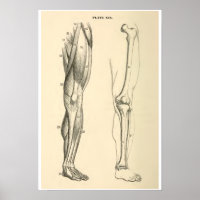 Vintage Anatomy Muscles and Bones Human Leg