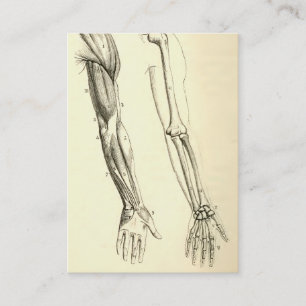 Vintage Anatomy Muscles and Bones of the Arm Business Card