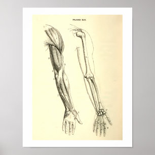 Vintage Anatomy Muscles and Bones of the Arm Poster