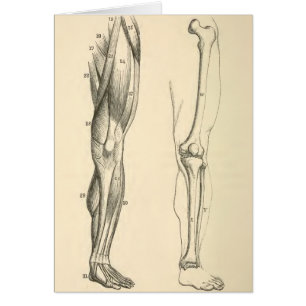 Vintage Anatomy Muscles and Bones of the Leg