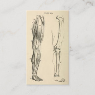 Vintage Anatomy     Muscles and Bones of the Leg Business Card