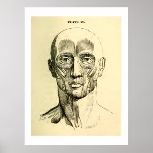 Vintage Anatomy Muscles of the Face (circa 1852) Poster
