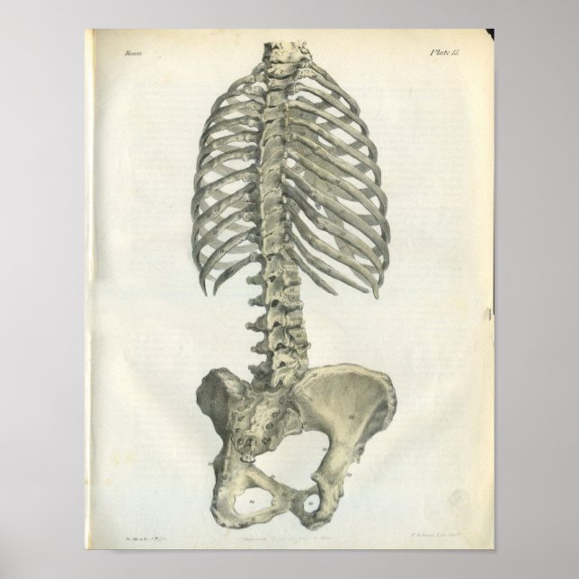 Vintage Anatomy of Posterior Spine Poster (Front)