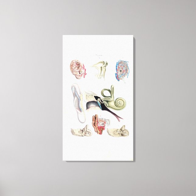 Vintage Anatomy of the Human Ear Canvas Print (Front)