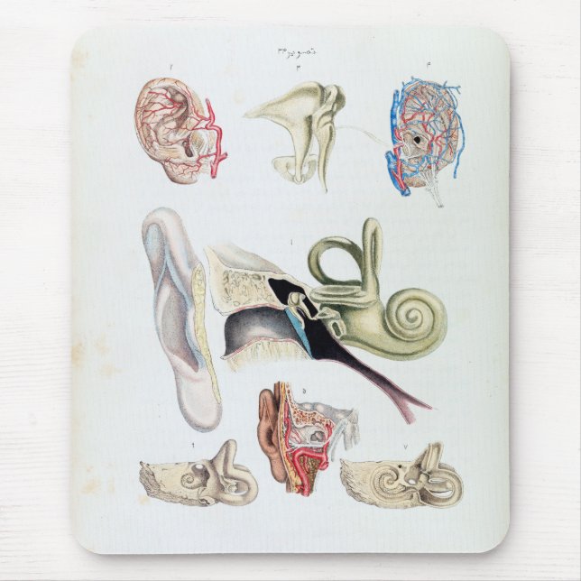 Vintage Anatomy of the Human Ear Mouse Mat (Front)