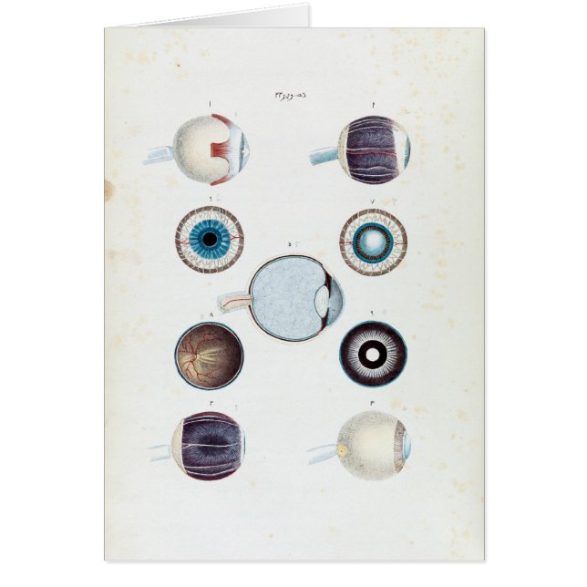 Vintage Anatomy of the Human Eye (Front)