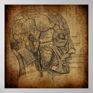 Vintage Anatomy Poster