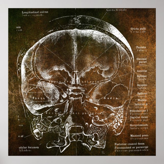 Vintage Anatomy  Poster (Front)