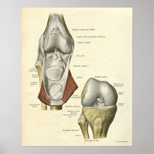Vintage Anatomy Print Bones Knee
