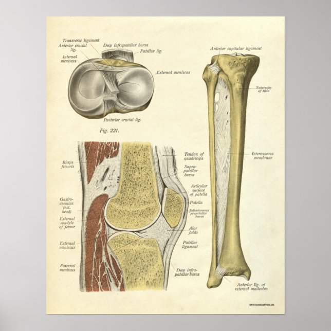 Vintage Anatomy Print Bones Knee (Front)