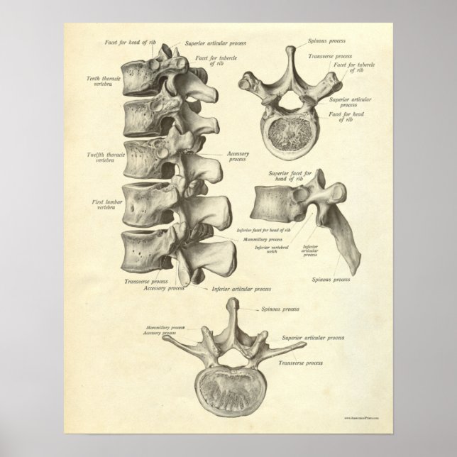 Vintage Anatomy Print Bones Lumbar Vertebra (Front)