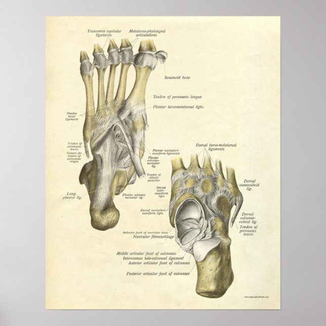 Vintage Anatomy Print Bones of Foot (Front)