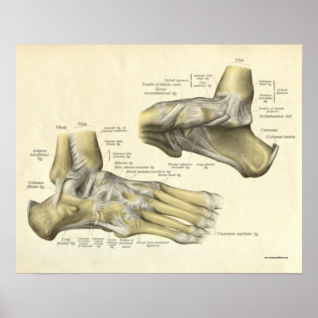 Vintage Anatomy Print Bones of Foot (Front)