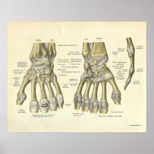 Vintage Anatomy Print Bones of Hand Wrist