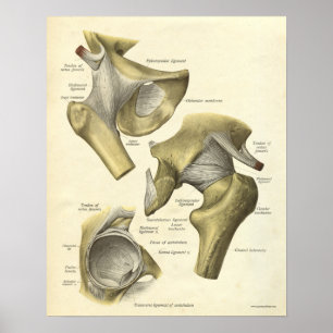 Vintage Anatomy Print Bones of Hip Joint