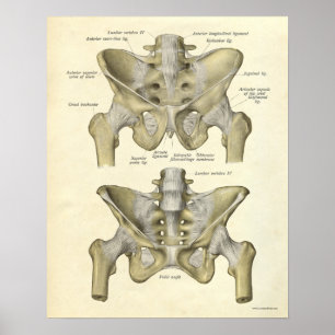 Vintage Anatomy Print Bones Pelvis