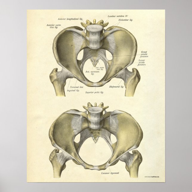 Vintage Anatomy Print Bones Pelvis (Front)