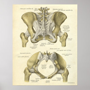 Vintage Anatomy Print Bones Pelvis